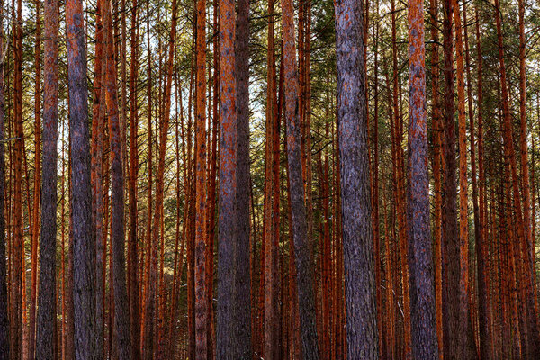 Sunset or sunrise in the spring pine forest covered with a snow. Sunbeams shining through the pine trunks.