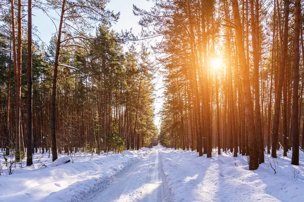 Automobile road through a spring or winter pine forest covered with snow on a clear sunny day. Pines along the edges of the road.