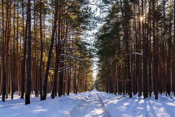 Automobile road through a spring or winter pine forest covered with snow on a clear sunny day. Pines along the edges of the road.