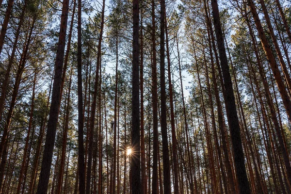 Sunset or sunrise in the spring pine forest covered with a snow. Sunbeams shining through the pine trunks.