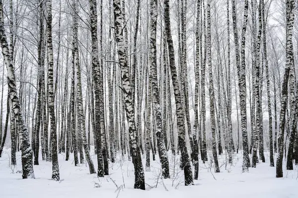 Birch grove after a snowfall on a winter cloudy day. Birch branches covered with stuck snow.