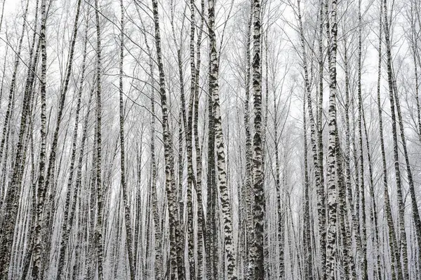 Birch grove after a snowfall on a winter cloudy day. Birch branches covered with stuck snow.