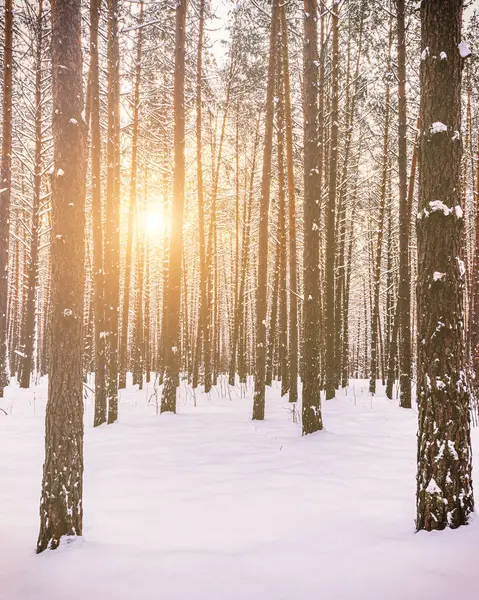 Sunset or sunrise in the winter pine forest covered with a snow. Sunbeams shining through the pine trunks. Vintage film aesthetic. Toned image.