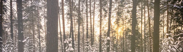 Sunset or sunrise in the winter pine forest covered with a snow. Sunbeams shining through the pine trunks. Vintage film aesthetic. Toned image.