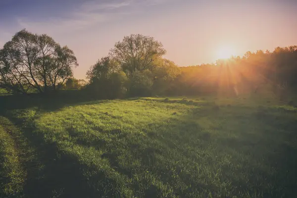 Sunset or sunrise in a spring field with green grass, willows and a clear sky. Springtime rural landscape. Vintage film aesthetic.