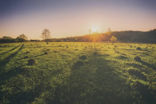 Sunset or sunrise in a spring field with green grass, willows and a clear sky. Springtime rural landscape. Vintage film aesthetic.