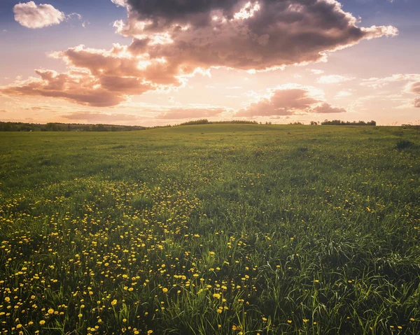 Sunrise or sunset on a field covered with young green grass and yellow flowering dandelions with a cloudy sky background in spring. Springtime rural landscape. Vintage film aesthetic.