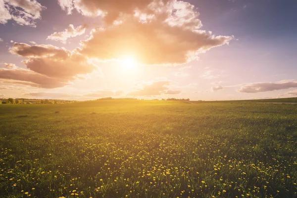 Sunrise or sunset on a field covered with young green grass and yellow flowering dandelions with a cloudy sky background in spring. Springtime rural landscape. Vintage film aesthetic.