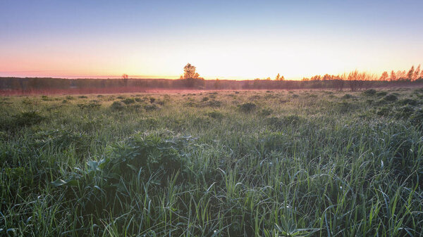 Twilight in a spring field with green grass, lupine sprouts, fog on the horizon and clear bright sky. Springtime rural landscape. Vintage film aesthetic.