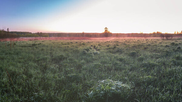 Twilight in a spring field with green grass, lupine sprouts, fog on the horizon and clear bright sky. Springtime rural landscape. Vintage film aesthetic.
