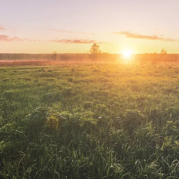 Sunrise in a spring field with green grass, lupine sprouts, fog on the horizon and clear bright sky. Springtime rural landscape. Vintage film aesthetic.