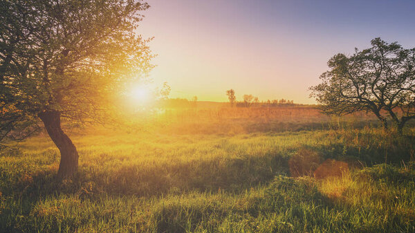 Sunrise in a spring field with green grass, lupine sprouts, fog on the horizon, trees on a foreground and clear bright sky. Springtime rural landscape.
