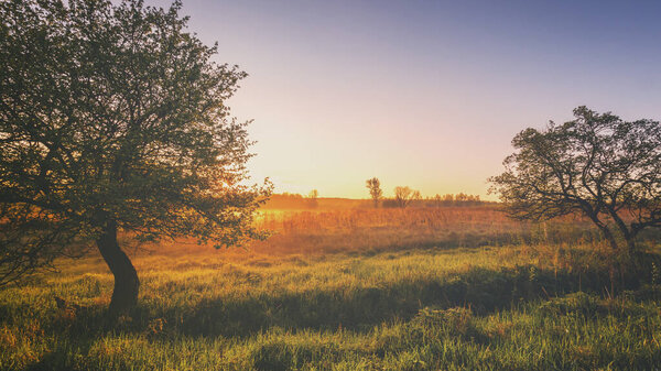 Sunrise in a spring field with green grass, lupine sprouts, fog on the horizon, trees on a foreground and clear bright sky. Springtime rural landscape.