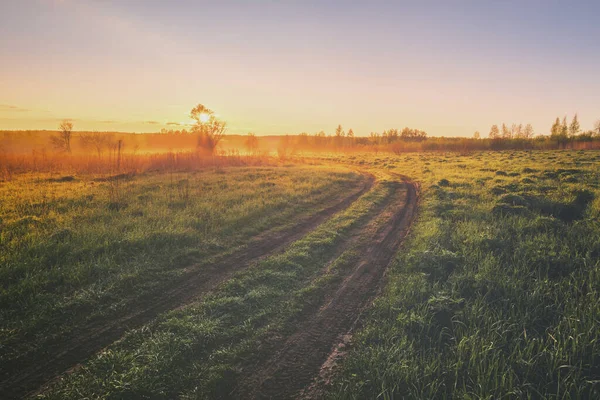 Sunrise in a spring field with green grass, lupine sprouts, fog on the horizon and clear bright sky. Springtime rural landscape. Vintage film aesthetic.