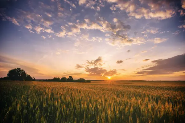 Sunset or sunrise in a rye or wheat field with a dramatic cloudy sky in a summer. Summertime rural landscape. Agricultural fields. Aesthetics of vintage film.