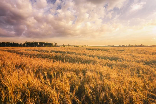 Sunset or sunrise in a rye or wheat field with a dramatic cloudy sky in a summer. Summertime rural landscape. Agricultural fields. Aesthetics of vintage film.