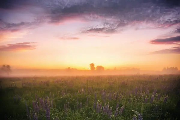 Sunrise on a field with purple wild lupines, fog and wildflowers and dramatic cloudy sky in spring. Springtime rural landscape. Vintage film aesthetic.