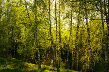 Sunset or sunrise in a spring birch forest with bright young foliage glowing in the rays of the sun and shadows from trees. clipart