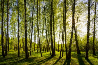Bahar huş ormanlarında gün batımı ya da gün doğumu. Güneş ışınlarında parlayan parlak taze yapraklar ve ağaçların gölgeleri..