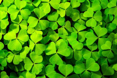 Background with green clover leaves for Saint Patrick's day. Abstract backdrop for design with a shamrock. Spingtime nature pattern.