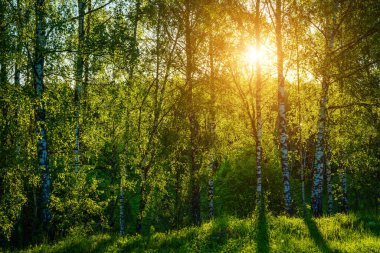 Grove of birches with young green leaves at sunset or sunrise in spring or early summer.