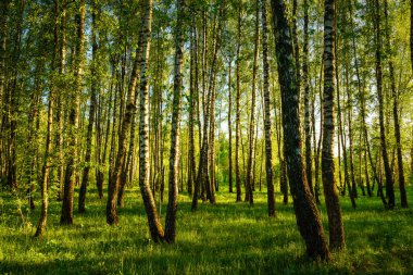 Grove of birches with young green leaves at sunset or sunrise in spring or early summer.