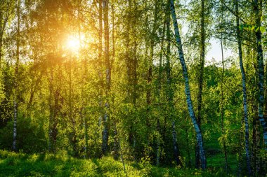 Grove of birches with young green leaves at sunset or sunrise in spring or early summer.