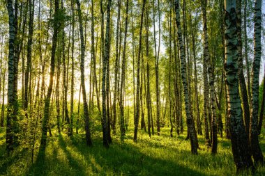 Grove of birches with young green leaves at sunset or sunrise in spring or early summer.