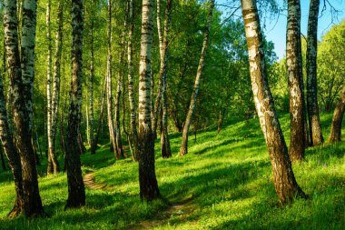 Grove of birches with young green leaves at sunset or sunrise in spring or early summer.