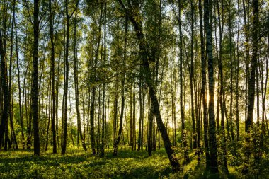 Grove of birches with young green leaves at sunset or sunrise in spring or early summer.