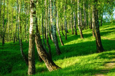 Grove of birches with young green leaves at sunset or sunrise in spring or early summer.