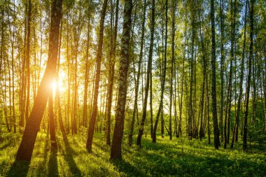 Grove of birches with young green leaves at sunset or sunrise in spring or early summer.