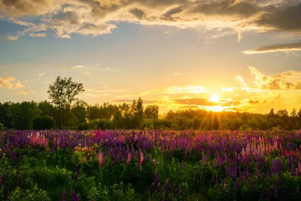 stock image Sunrise or sunset on a field with purple lupines on a cloudy sky background in summer. Landscape.