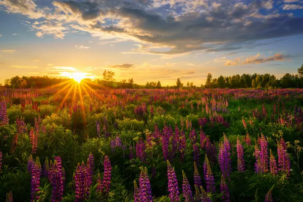 stock image Sunrise or sunset on a field with purple lupines on a cloudy sky background in summer. Landscape.