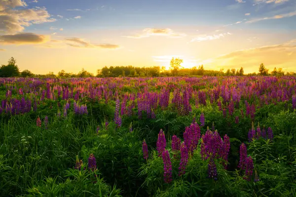 stock image Sunrise or sunset on a field with purple lupines on a cloudy sky background in summer. Landscape.