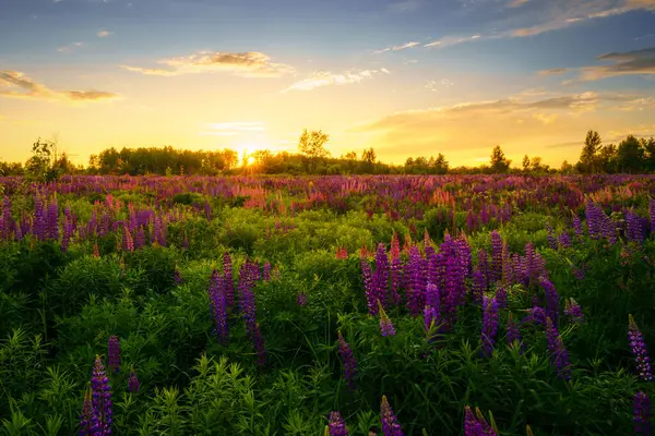 stock image Sunrise or sunset on a field with purple lupines on a cloudy sky background in summer. Landscape.