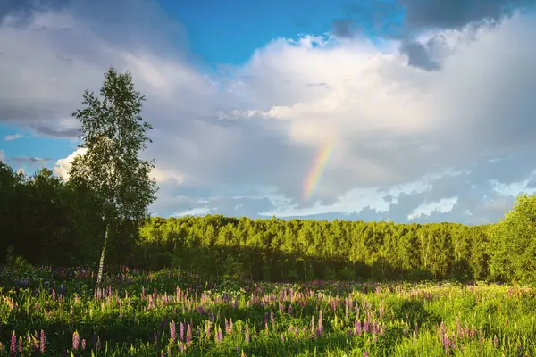 stock image Sunrise or sunset on a field with purple lupines on a cloudy sky and birch trees in the background in summer. Landscape. Vintage film aesthetic.