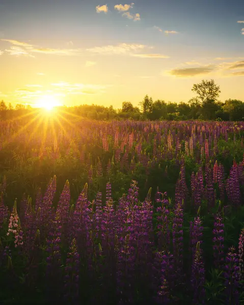 stock image Sunrise or sunset on a field with purple lupines on a cloudy sky background in summer. Landscape. Vintage film aesthetic.