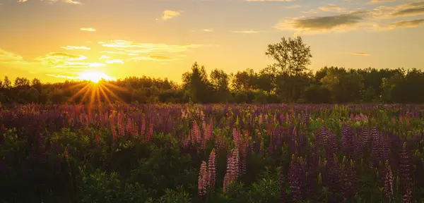 stock image Sunrise or sunset on a field with purple lupines on a cloudy sky background in summer. Landscape. Vintage film aesthetic.