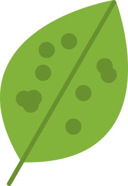 Çin Evergreen yaprak simgesi, vektör 