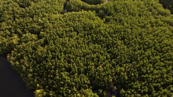 从空中看热带雨林生态系统和健康的环境背景绿树的结构从上至下绿树的结构从上至下高角观点 — 图库视频影像