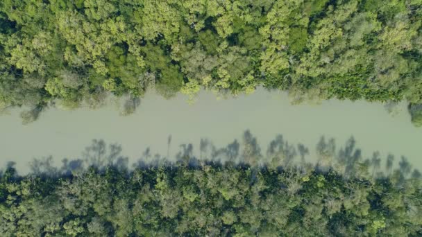 Fantastisk Riklig Mangroveskog Flygfoto Skogsträd Regnskogsekosystem Och Hälsosam Miljö Bakgrund — Stockvideo