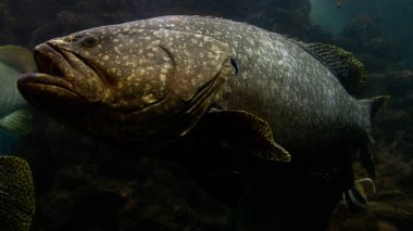 Karanlık denizdeki dev balık balığı.