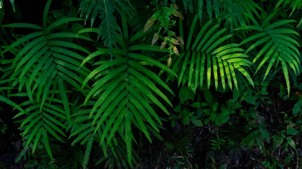 新鲜的绿叶纹理为自然背景和设计 叶子自然背景 — 图库照片
