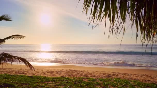 美丽的椰子树在海滩上 泰国普吉岛 普吉岛棕榈树在海洋上 在海滨的棕榈树上 夕阳西下的天空令人叹为观止 夏天的风景背景 — 图库视频影像