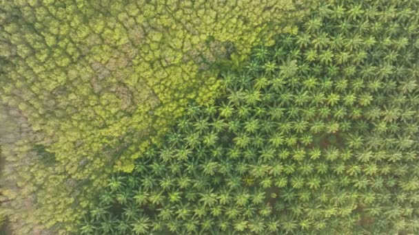 Draufsicht Luftaufnahme Des Palmenhains Mit Grünem Baumwald Palmenhain Und Schatten — Stockvideo