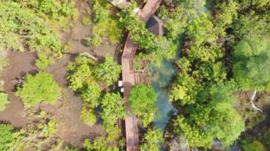 Mangrove Ormanı ve nehir manzarası Thapom Klong Song Nam, Krabi Tayland, Mangrove ormanının güzel kökü kristal berrak su ile küçük kanalda, yüksek açılı manzara 