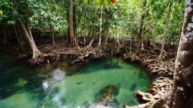 Tropikal ağaçların kökleri bataklık ormanlarında ve kristal berrak su kanallarında Tha Pom Klong Song Nam mangrove sulak arazisinde Krabi Tayland güzel doğa manzarası