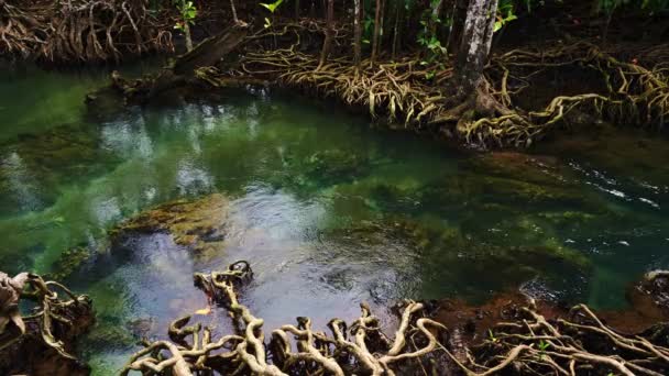 Tropische Bäume Wurzeln Sumpfwald Und Kristallklarem Wasserkanal Bei Tha Pom — Stockvideo