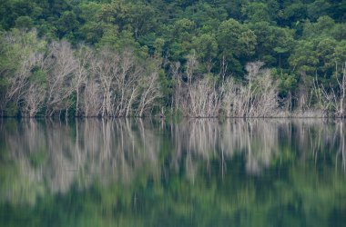 Kuru ağaç gövdeleri kıyı boyunca çevrili dağlarda vahşi göl, barajdaki suya yansıyan kurumuş ağaçlar.